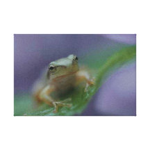 Frosch 3 dehnte Leinwand-Druck aus Leinwand Druck