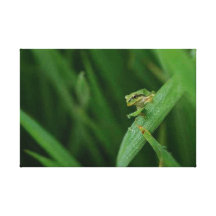 Frosch 4 dehnte Leinwand-Druck aus Galerie Gefaltete Leinwand