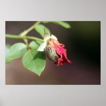 Frosch auf Don Juan Rosen-Plakat