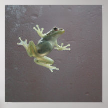 Frosch auf Glas Poster