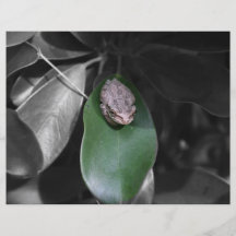 Frosch auf grünem Blatt bw Flyerdruck