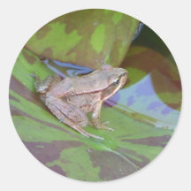 Frosch Aufkleber