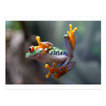 Frosch durch jr. John-Remar Postkarten