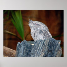 Frosch-Gesicht Plakate