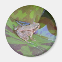 Frosch Kühlschrankmagnet