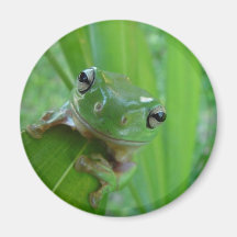 Frosch-Magnet Kühlschrankmagnete