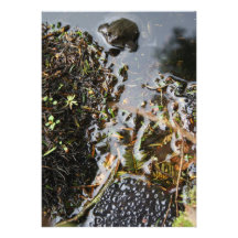 Frosch mit Frosch-Fischeier-Einladung