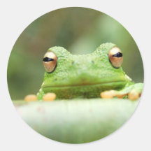 Frosch mustert Aufkleber