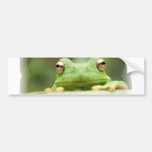 Frosch mustert Autoaufkleber