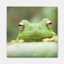 Frosch mustert quadratischen Magneten