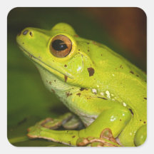 Frosch Quadrataufkleber