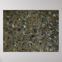Froschlaich Posterdruck