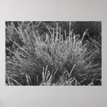 Frostgrass Posterdruck