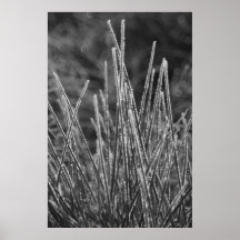 Frostgrass Plakatdrucke