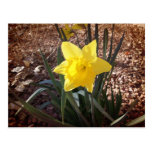 Frühling Daffadil Postkarte