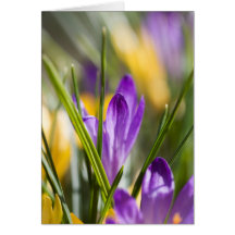 Frühling gefaltete Karte