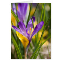 Frühling gefaltete Karte
