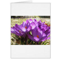 Frühlings-Blumen Grußkarten