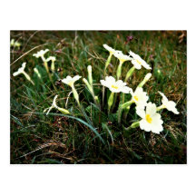 Frühlings-Blumen-Postkarte