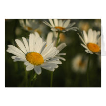 Frühlings-Blüte Karte