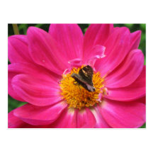 Frühlings-Blüten-Postkarte