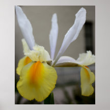Frühlings-Iris-blühende Nahaufnahme Plakatdrucke
