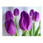 Frühlings-lila Tulpe-Postkarte