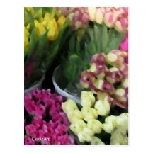 Frühlings-Tulpe-Blumensträuße Postkarte
