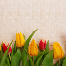 Frühlings-Tulpen Foto Ausschnitte