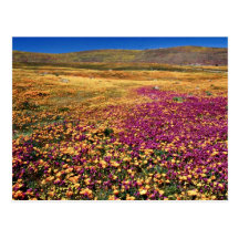 Frühlingsfelder der blühenden Wildblumen-Blumen Postkarte