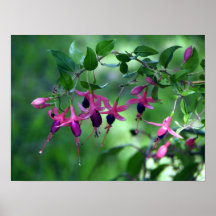 Fushia in der Blüte Posterdruck