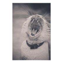 Gähnende Katze Fotodruck