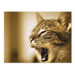 gähnende Katze Postkarte