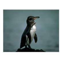 Galapagos Pinguin auf Lava-Felsen Postkarte