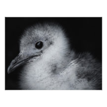 Galapagos-Seemöwekükendruck Fotos