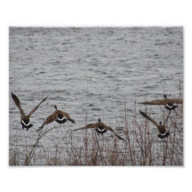Gänse im Flug Kunst Photo