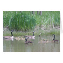 Gänse und Gänschen auf einem Teich Grußkarten