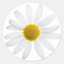 Gänseblümchen-Blume Sticker