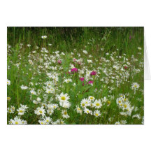 Gänseblümchen Grußkarten