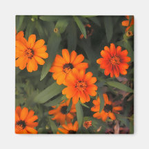Gänseblümchen-Magnet Kühlschrankmagnet