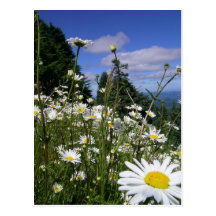 Gänseblümchen Postkarte