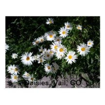 Gänseblümchen, Vail Co 1 Postkarte