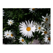 Gänseblümchen, Vail, Co 4 Postkarte