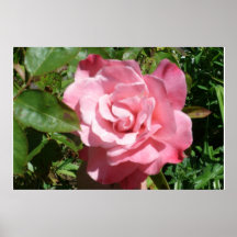 Garden HEART Pink Rose poster