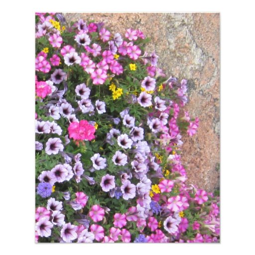 Garten-Blumen und Felsen Photographischer Druck