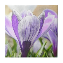 Garten-Krokusse Keramikkachel