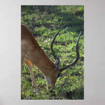 Gazelle Plakatdruck