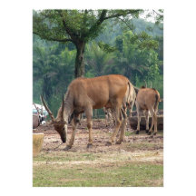 Gazelle, Zoo des wilden Tieres, 羚. Individuelle Einladungskarte