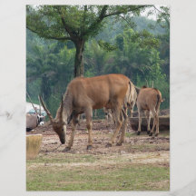 Gazelle, Zoo des wilden Tieres, 羚. Individuelle Flyer