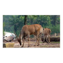 Gazelle, Zoo des wilden Tieres, 羚. Visitenkarten